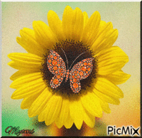tournesol et papillon Animated GIF