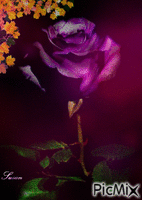 Violeta rasa - GIF animado grátis