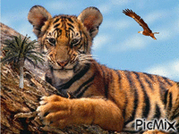 bebe tigre - Gratis animeret GIF
