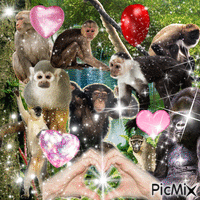 i love monkeys