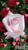 fleur rose - GIF animasi gratis