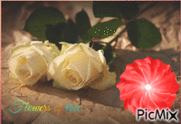 Roses - Gratis animerad GIF