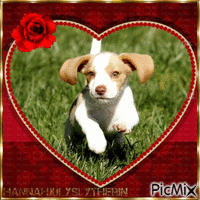 A running beagle pup GIF animé