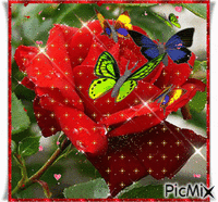 róża - Безплатен анимиран GIF