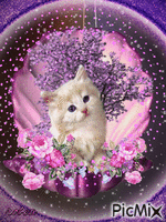 Beau chaton d`amour 动画 GIF
