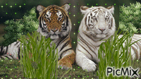 тигры - Бесплатный анимированный гифка