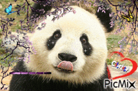 panda bonjour GIF animado