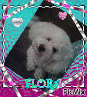 Flora Bichon - GIF animé gratuit