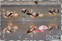 Flamingo beach!! :) GIF animasi