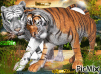 tigres GIF animé