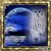 White owl - 免费动画 GIF