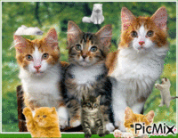 Les 3 chats amis!! - Бесплатный анимированный гифка