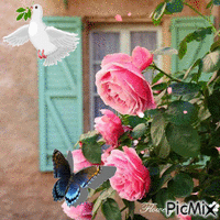Garden Window - Free animated GIF