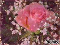 pink rose - Δωρεάν κινούμενο GIF