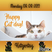 Happy Catday----Katzentag animowany gif