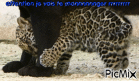 jaguar - Gratis animerad GIF