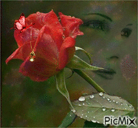 trandafir - GIF animate gratis