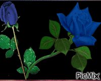 Flores - Безплатен анимиран GIF
