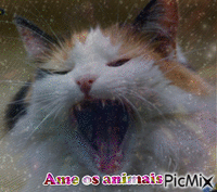 animal - Bezmaksas animēts GIF