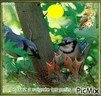 les petits oiseaux - Animovaný GIF zadarmo