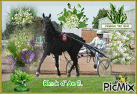 Le champion Black d'Avril. animerad GIF