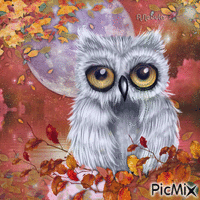 Fall owl and moon-contest - GIF animasi gratis