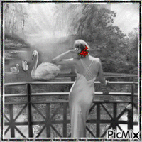 the lady and swan - Free animated GIF