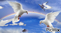 Dove - Free animated GIF
