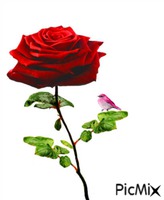 róża1 - Gratis animerad GIF