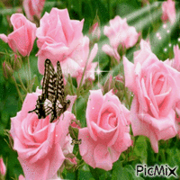 Pink roses animovaný GIF