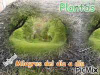 plantas - GIF animado grátis