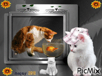 concours chats - GIF animé gratuit