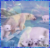 Polar bears GIF animado