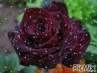 Rosa 10 - Darmowy animowany GIF