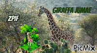Giraffa Jumae - Gratis animerad GIF