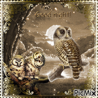 Owls. Good Night