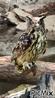 OWL Animiertes GIF