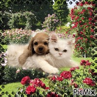 Hund und Katze - GIF animé gratuit