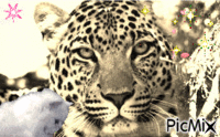 Le tigre avec son animal de compagnie - GIF animado grátis