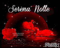Serena Notte GIF animé