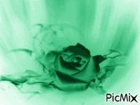 rosa com amor - GIF animado grátis