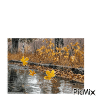 autunno - Безплатен анимиран GIF