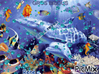 Superbe dauphin Animated GIF