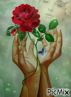 rosa rossa animovaný GIF