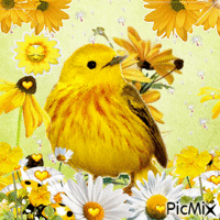 Cuicui mon  oiseau  jaune - GIF animé gratuit