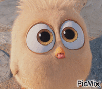 Angry Bird - GIF animé gratuit