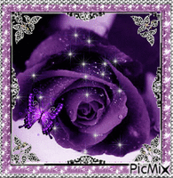 Purple rose. Animated GIF