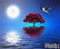 noche magica - Ingyenes animált GIF