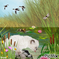 Le chat au  bord de l'étang - GIF animé gratuit