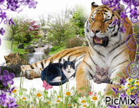 Тигр и котики - Бесплатный анимированный гифка